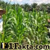 Wujudkan Swasembada Ketahanan Pangan, Personel Polsek Bangkinang Barat Terus Dampingi Kelompok Tani Rawat Jagung Pipil