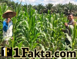 Wujudkan Swasembada Ketahanan Pangan, Personel Polsek Bangkinang Barat Terus Dampingi Kelompok Tani Rawat Jagung Pipil