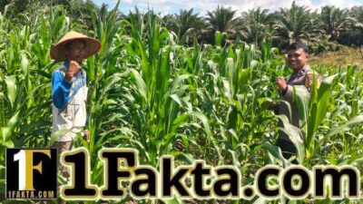 Wujudkan Swasembada Ketahanan Pangan, Personel Polsek Bangkinang Barat Terus Dampingi Kelompok Tani Rawat Jagung Pipil