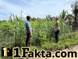 Bhabinkamtibmas Desa Batu Gajah Monitoring Pertumbuhan Jagung Pipil Seluas 0,5 Hektare