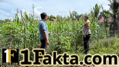 Bhabinkamtibmas Desa Batu Gajah Monitoring Pertumbuhan Jagung Pipil Seluas 0,5 Hektare