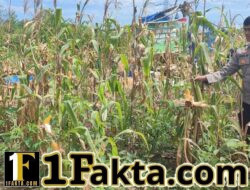 Monitor Perawatan Pertumbuhan Jagung Desa Salo Timur Terus di Pantau oleh Personel Polsek Bangkinang Barat Wujud Program Asta Cita 2026