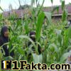 Polsek Bangkinang Barat Terus Pantau Perawatan Tanaman Jagung Milik Kelompok Wanita Tani Wujud Polri Program Ketahan Pangan