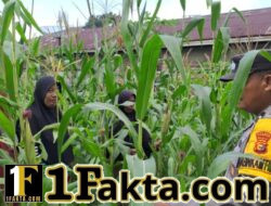 Polsek Bangkinang Barat Terus Pantau Perawatan Tanaman Jagung Milik Kelompok Wanita Tani Wujud Polri Program Ketahan Pangan