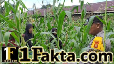 Polsek Bangkinang Barat Terus Pantau Perawatan Tanaman Jagung Milik Kelompok Wanita Tani Wujud Polri Program Ketahan Pangan