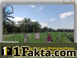 POLSEK SIAK HULU TERUS DAMPINGI PETANI, PERTUMBUHAN JAGUNG KOPPSA-M TERUS DIPANTAU