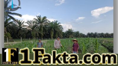 POLSEK SIAK HULU TERUS DAMPINGI PETANI, PERTUMBUHAN JAGUNG KOPPSA-M TERUS DIPANTAU