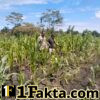 BHABINKAMTIBMAS DESA MUARA MAHAT BARU POLSEK TAPUNG MELAKUKAN PENGECEKAN TANAMAN JAGUNG PIPIL