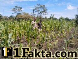 BHABINKAMTIBMAS DESA MUARA MAHAT BARU POLSEK TAPUNG MELAKUKAN PENGECEKAN TANAMAN JAGUNG PIPIL