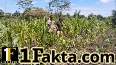 BHABINKAMTIBMAS DESA MUARA MAHAT BARU POLSEK TAPUNG MELAKUKAN PENGECEKAN TANAMAN JAGUNG PIPIL
