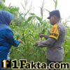 Polsek Bangkinang Barat Berikan Perawatan Khusus Perkembangan Jagung Lahan Milik Marabuntha Desa Pulau Jambu