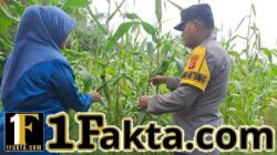 Polsek Bangkinang Barat Berikan Perawatan Khusus Perkembangan Jagung Lahan Milik Marabuntha Desa Pulau Jambu