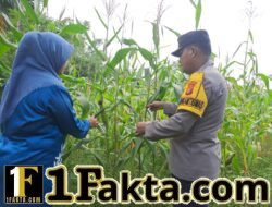 Polsek Bangkinang Barat Berikan Perawatan Khusus Perkembangan Jagung Lahan Milik Marabuntha Desa Pulau Jambu