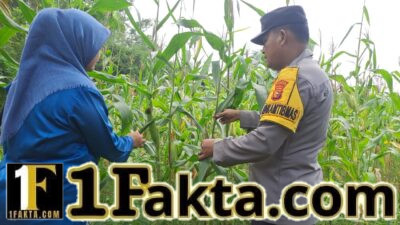 Polsek Bangkinang Barat Berikan Perawatan Khusus Perkembangan Jagung Lahan Milik Marabuntha Desa Pulau Jambu