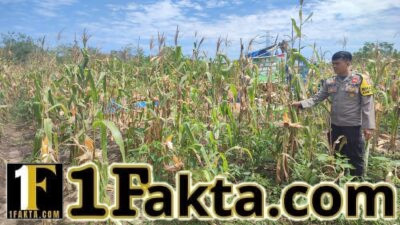 Pastikan Perkembangan Tumbuhan Jagung Baik Personel Polsek Bangkinang Barat Terus Dampingi Petani Dukung Ketahan Pangan 2026