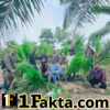 Polres Langsa Bongkar Ladang Ganja di Perkebunan Sawit, 83 Batang Tanaman Siap Panen Diamankan
