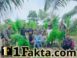 Polres Langsa Bongkar Ladang Ganja di Perkebunan Sawit, 83 Batang Tanaman Siap Panen Diamankan