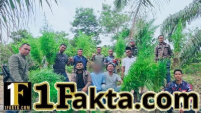 Polres Langsa Bongkar Ladang Ganja di Perkebunan Sawit, 83 Batang Tanaman Siap Panen Diamankan