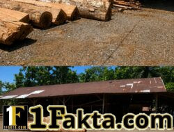 Diduga Sawmill Olah Kayu Hasil Illegal Logging Di Aceh Barat, Aparat Diminta Tidak Tutup Mata