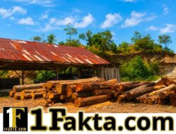 DUGAAN ILLEGAL LOGGING DI KAYEE KUNYET BLANG BINTANG, APARAT DIMINTA TIDAK TUTUP MATA
