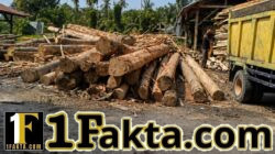 DIDUGA AKTIVITAS SAWMILL SKALA BESAR Milik Oknum Nek Ben DI TANAH RATA PEUREULAK TIMUR, APH DIMINTA TURUN CEK ASAL-USUL KAYU