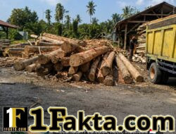 DIDUGA AKTIVITAS SAWMILL SKALA BESAR Milik Oknum Nek Ben DI TANAH RATA PEUREULAK TIMUR, APH DIMINTA TURUN CEK ASAL-USUL KAYU