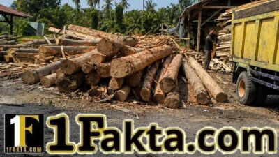 DIDUGA AKTIVITAS SAWMILL SKALA BESAR Milik Oknum Nek Ben DI TANAH RATA PEUREULAK TIMUR, APH DIMINTA TURUN CEK ASAL-USUL KAYU