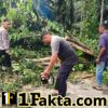 Angin Kencang Kembali Tumbangkan Pohon, Kapolsek Idi Tunong Pimpin Evakuasi