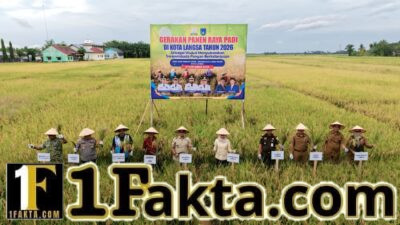 Wujudkan Swasembada Pangan Berkelanjutan, Pemerintah Aceh dan Pemko Langsa Panen Raya Padi Tahun 2026